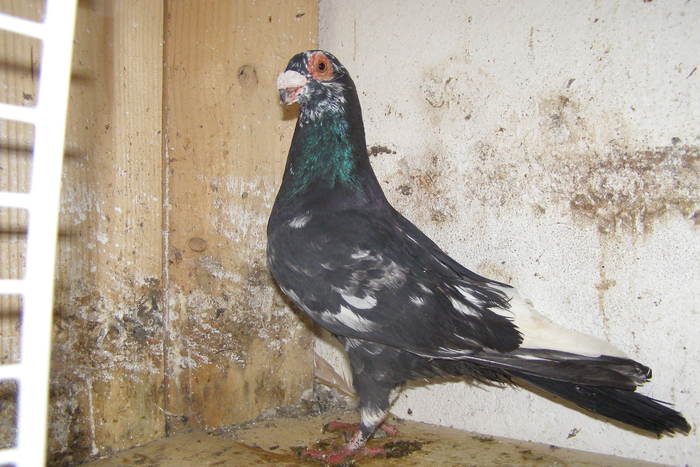 Picture 361 - Carunculat de Oradea Decembrie 2010