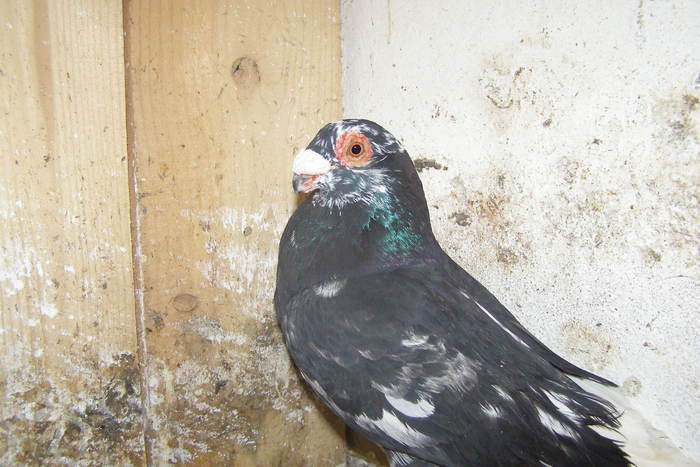 Picture 362 - Carunculat de Oradea Decembrie 2010