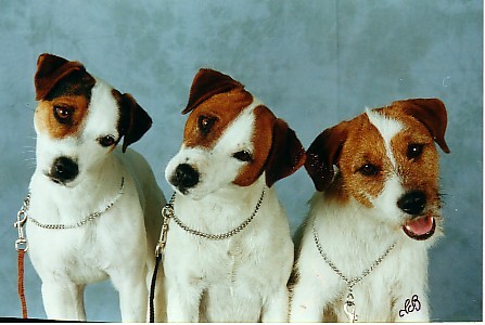 getimage[1] - Parson russell terrier