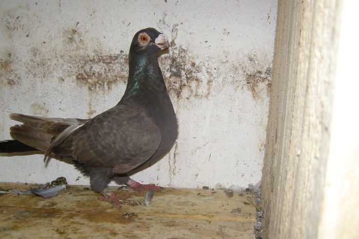 Picture 417 - Carunculat de Oradea Decembrie 2010