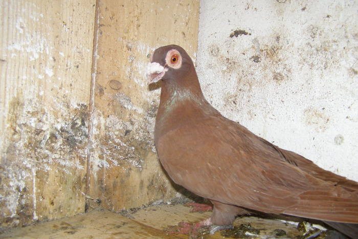 Picture 424 - Carunculat de Oradea Decembrie 2010