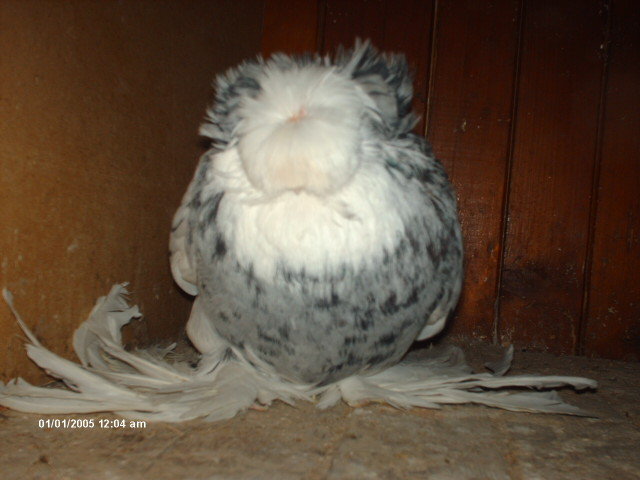 mascul - tobosari de buhara 2011