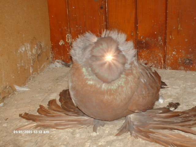 Picture 608 - tobosari de buhara 2011