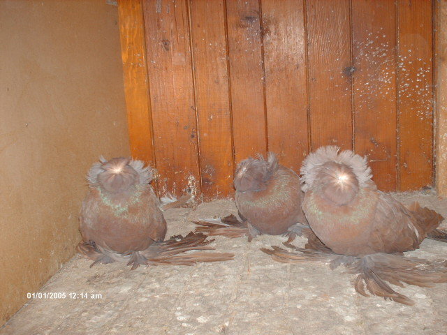 Picture 609 - tobosari de buhara 2011