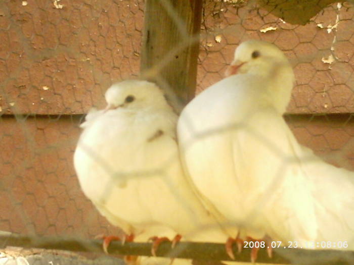porumbei albi; porumbei albi
