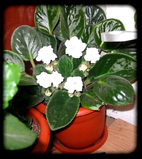 Saintpaulia alba