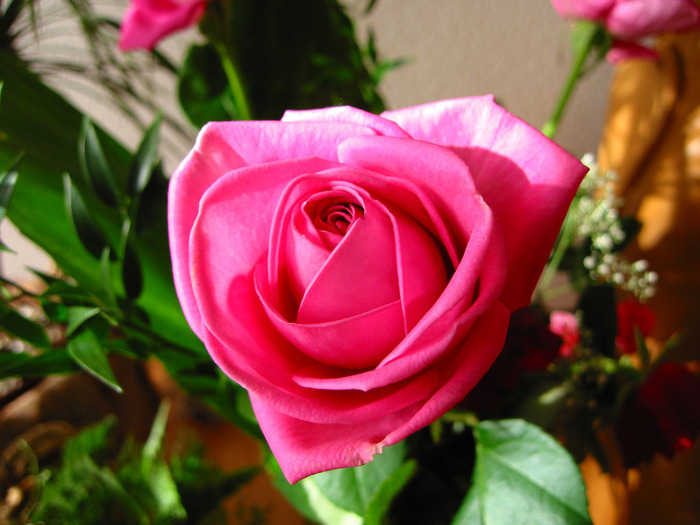 un trandafir roz (6voturi)