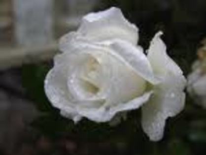 un trandafir alb (2voturi)