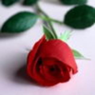 Avatare Frumoase de 1 Martie Un Trandafir si Avatare Pentru Primavara[1]