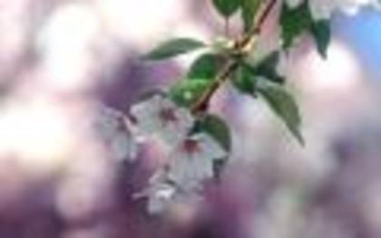 Copy of Floare sincera Flori Wallpapers Poze cu Flori Imagini Florale