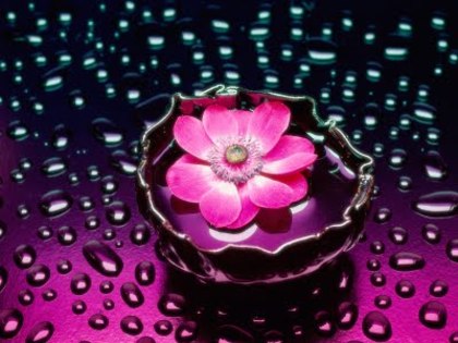 Petals and Water - flori