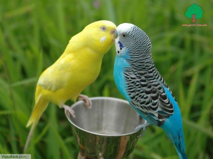 3998_Parrot_Couple