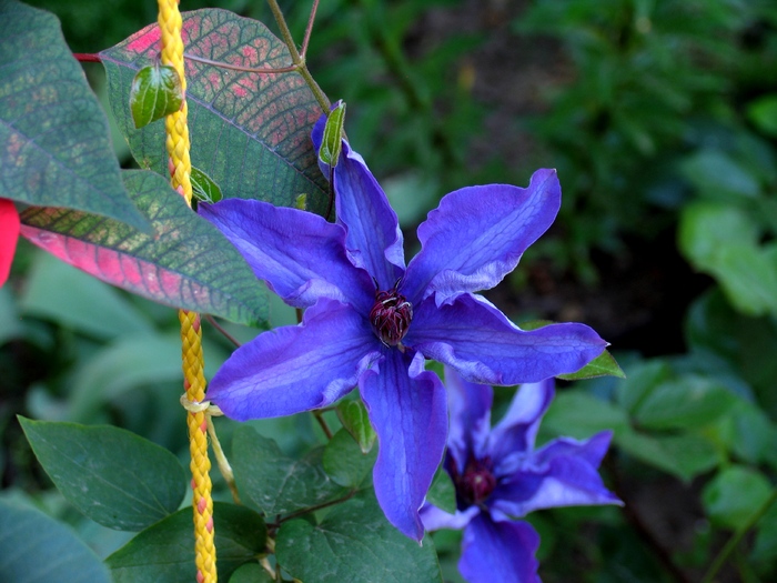 clematita