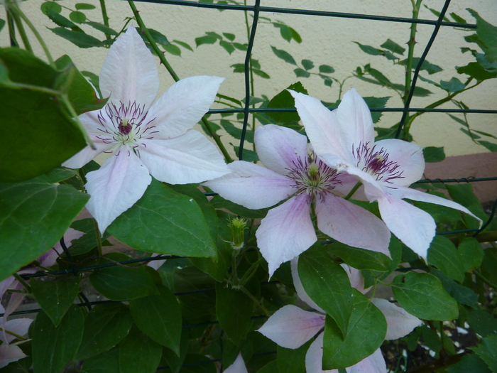 clematita - Flori 2