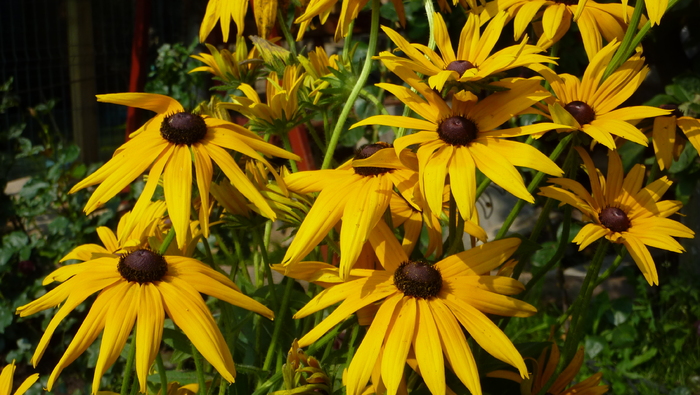 rudbekii