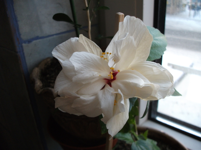 Hibiscus - Din florile mele
