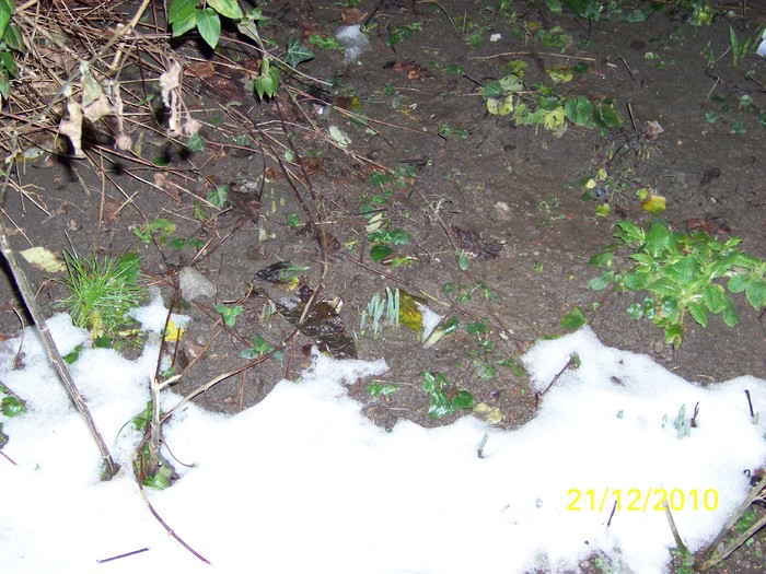 100_5912 - Ghiocei_  2010-2011