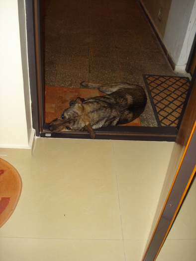 SUNT CAM OBOSIT! - ACASA