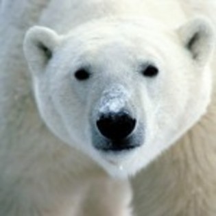 poze_animale_salbatice-cap-urs-polar-150x150 - ursi grizly si polari si panda