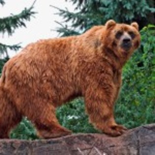 poze_animale_salbatice-urs-brun-frumos-150x150 - ursi grizly si polari si panda