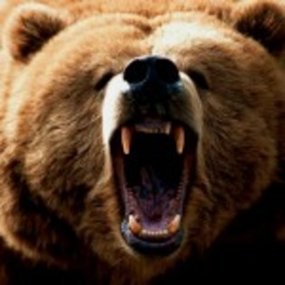 poze_animale_salbatice-urs-fioros-150x150 - ursi grizly si polari si panda