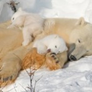 poze_animale_salbatice-ursoaica-cu-pui-150x150 - ursi grizly si polari si panda