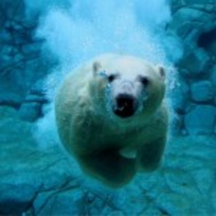 poze_animale_salbatice-urs-sub-apa-150x150 - ursi grizly si polari si panda