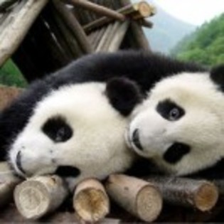 poze_animale_salbatice-ursuleti-panda-150x150 - ursi grizly si polari si panda