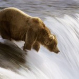 wallpaper_urs-grizzly-in-cascada-150x150 - ursi grizly si polari si panda
