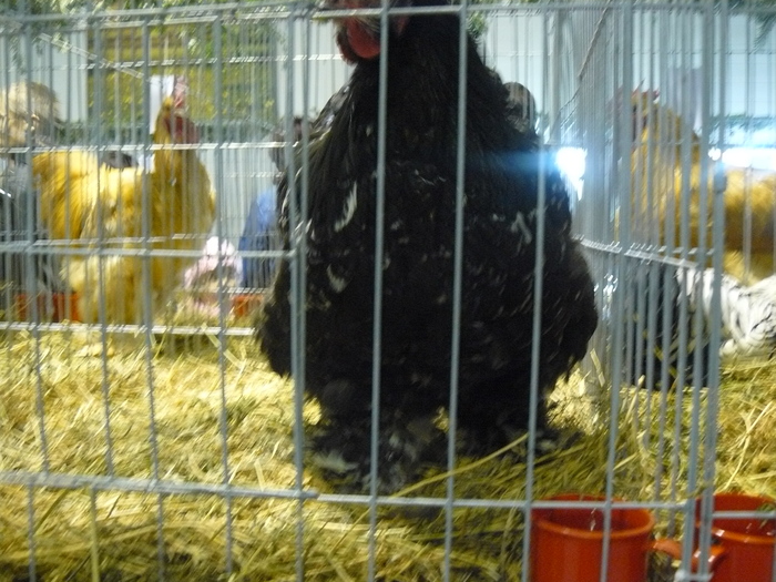 P1060055 - z-Expo Galati 2010 - foto diverse