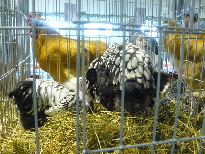 P1060056 - z-Expo Galati 2010 - foto diverse