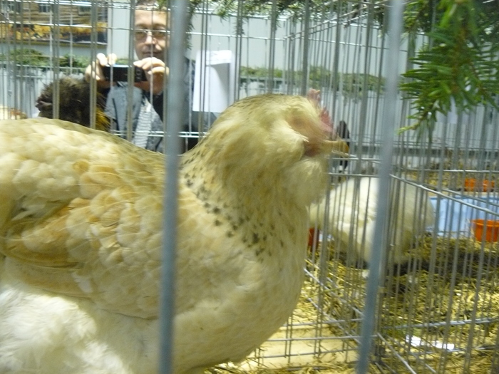 P1060068 - z-Expo Galati 2010 - foto diverse