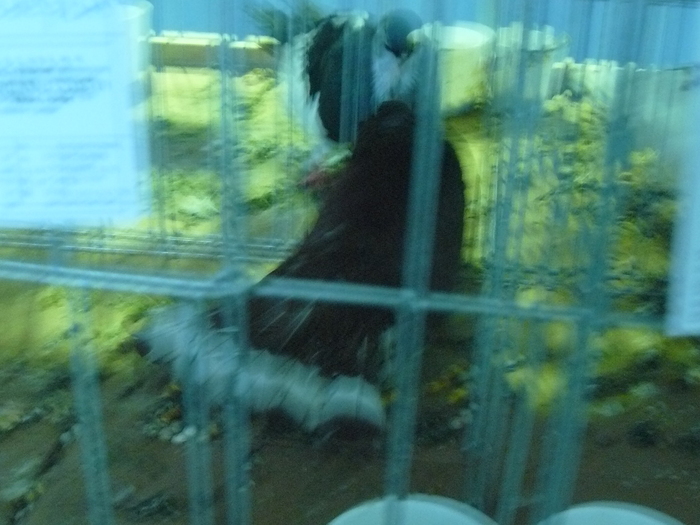 Zburator visiniu - z-Expozitia Galati- foto porumbei