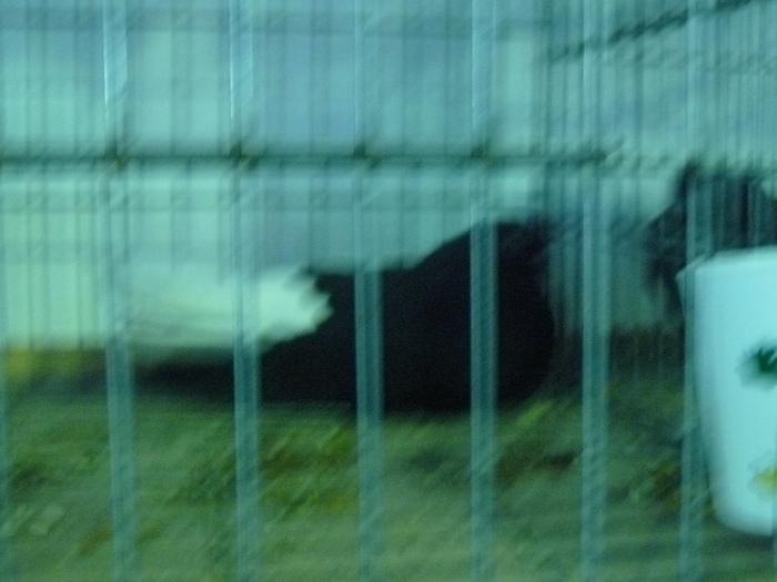 Zburator negru codalb