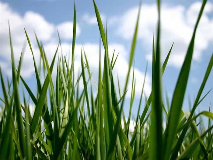 413 - peisaje de vis