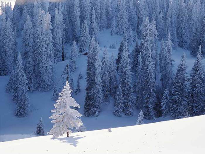 Snow Trees__games.yonan.ro