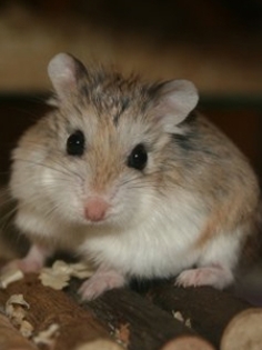 cute_roborovski_hamster_a_tn - hamsteri