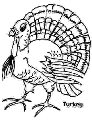 Copy of turkey