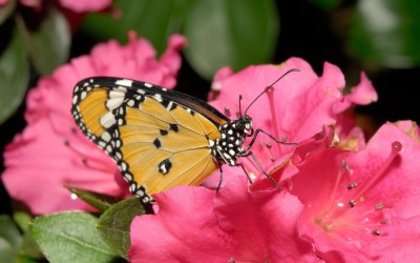 butterflye - natura
