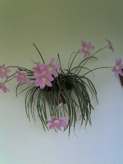 Zefirantes - Diverse flori