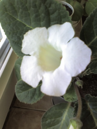 27-08-09_1208 - Diverse flori