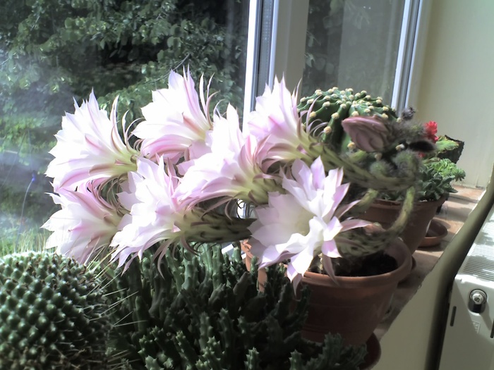 Echinopsis - Cactusi -suculente
