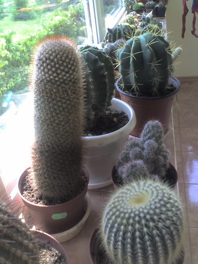 04-08-09_1447 - Cactusi -suculente