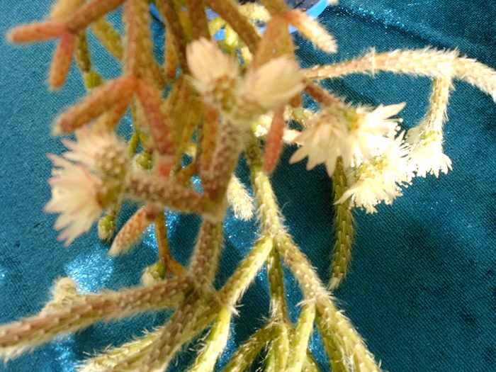 IMAG0003 (2) - Cactusi -suculente