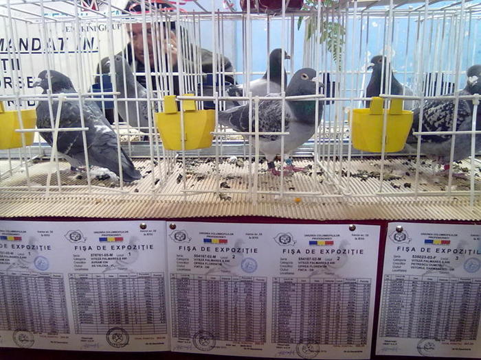 inca o prezenta...; acelasi valoros M,al Ms.Oprea Fl,loc 2 Palm.vit.5 ani!
