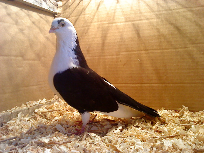 A fost odata - D- Baltati pe Negru