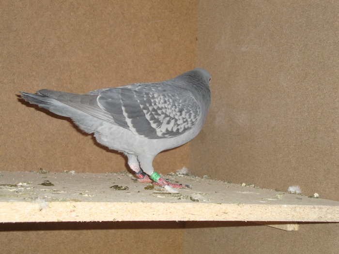 DSC01818