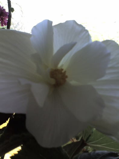 Begonie - Diverse flori