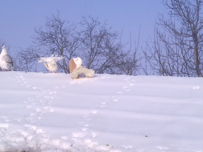 Imagine1730 - porumbei 2010