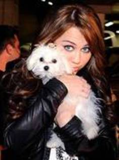 Miley and dogs switt!!!